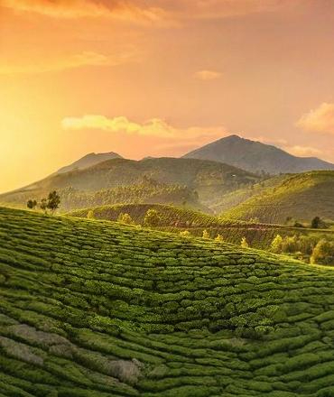 munnar tea plantation panoramic view